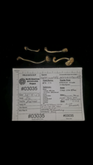 Coprinopsis mitrispora