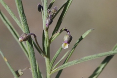 Pombalia verticillata