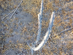 Peniocereus johnstonii