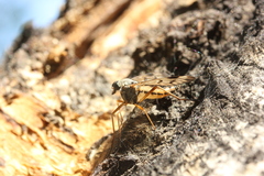 Rhagio