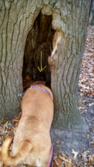 Coprinopsis mitrispora