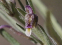 Pombalia verticillata