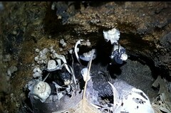 Coprinopsis mitrispora