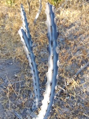 Peniocereus johnstonii