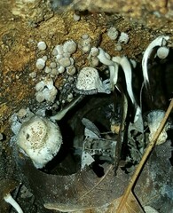 Coprinopsis mitrispora