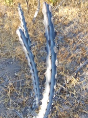 Peniocereus johnstonii