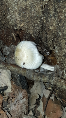 Coprinopsis mitrispora