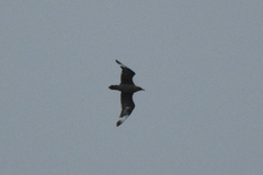 Stercorarius skua