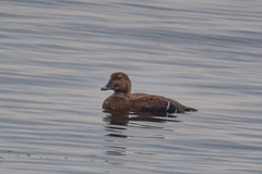 Somateria spectabilis