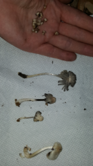 Coprinopsis mitrispora