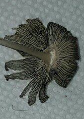 Coprinopsis mitrispora
