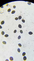 Coprinopsis mitrispora