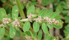 Euphorbia humistrata