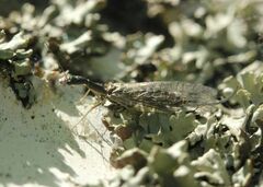 Phaeostigma