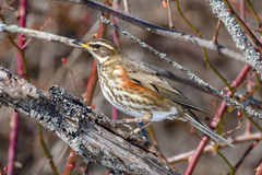 Redwing