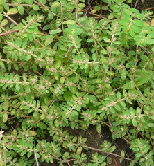 Euphorbia humistrata