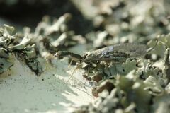 Phaeostigma