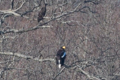 Haliaeetus pelagicus