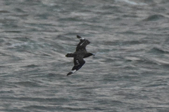 Stercorarius skua