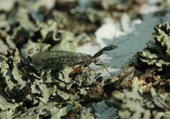 Phaeostigma