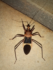 Zelurus circumcinctus