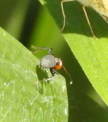 Camponotus rectangularis