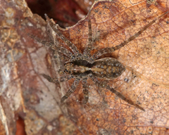 Lycosidae