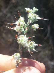 Erica xeranthemifolia