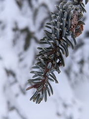Picea mariana