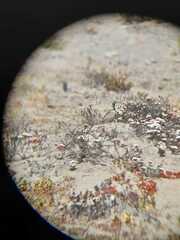 Thinocorus rumicivorus