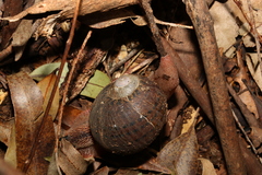 Hedleyella falconeri