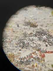 Thinocorus rumicivorus