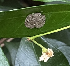 Aprivesa