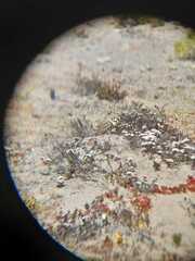 Thinocorus rumicivorus