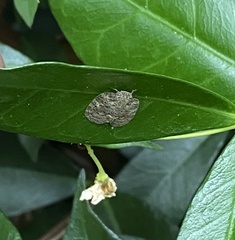 Aprivesa