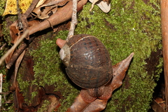Hedleyella falconeri
