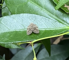 Aprivesa