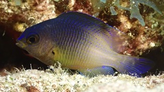 Stegastes xanthurus