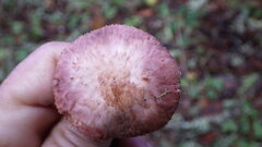 Agaricus arorae