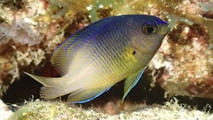 Stegastes xanthurus