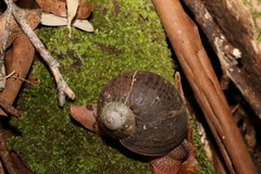 Hedleyella falconeri