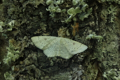 Cyclophora albipunctata