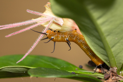 Euploea core corinna