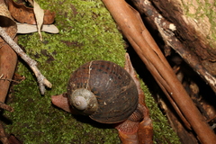 Hedleyella falconeri