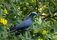 Patagioenas leucocephala