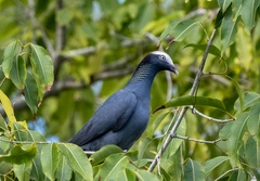 Patagioenas leucocephala