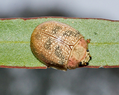 Paropsis roseola