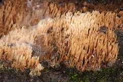 Radulomycetaceae