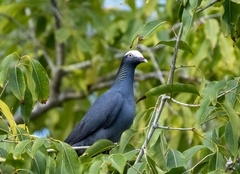 Patagioenas leucocephala