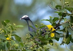 Patagioenas leucocephala